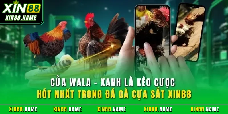 Cửa Wala - Xanh là kèo cược hót nhất trong đá gà cựa sắt XIN88